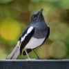 Sama straci - Copsychus saularis - Oriental Magpie-Robin o0516